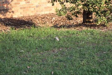 cute little bird eating insects in a Sydney Park at sunset