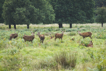 Ciervos entre hierba
