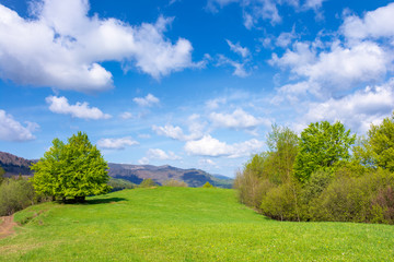beech tree on the grassy meadow in springtime. wonderful mountainous scenery on a sunny but windy day. gorgeous cloudscape beneath azure sky. ridge in the distance. beauty of carpathian nature
