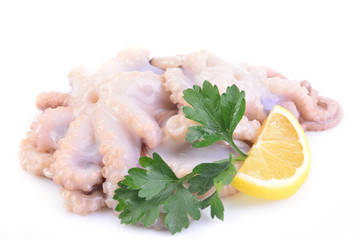 Octopus on a white background