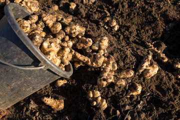 dig Jerusalem artichok