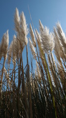 Fototapeta premium awaji20200224