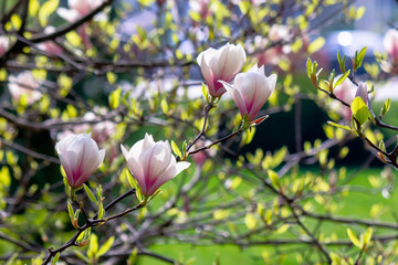white magnolia blossom background in backlit sunlight. beautiful nature scenery in springtime