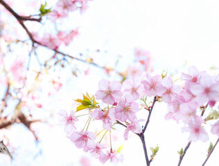 咲き誇る桜の花 河津桜 白背景