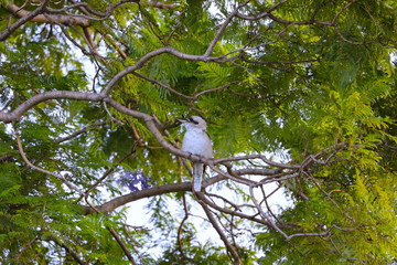 kookaburra sitting on a jacaranda tree branch in a Sydney park at sunset