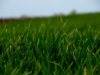 green grass background