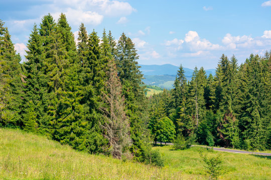 forested hill of carpathian mountains. clouds on the blue sky. ridge in the distance. sunny afternoon weather in summer.