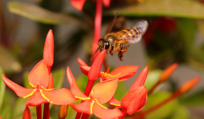 butterfly on flower