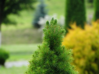 fir tree branches in spring