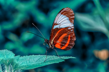 Closeup beautiful butterfly in a summer garden