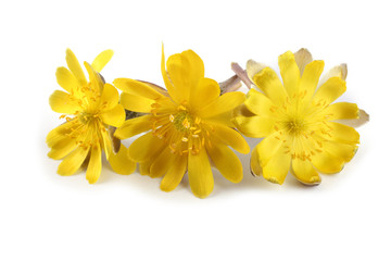 Fototapeta premium Adonis amurensis. Far eastern yellow snowdrop