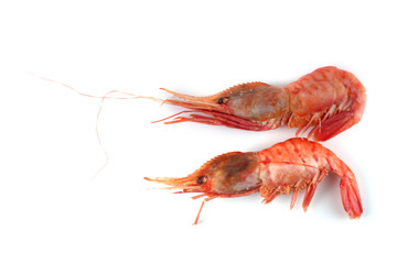 Big shrimps isolated on white