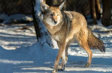 Wildlife Coyote in snow