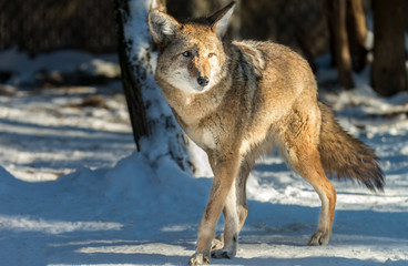 Obraz premium Wildlife Coyote in snow