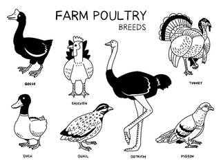 Fototapeta na wymiar vector set of farm poultry breeds.