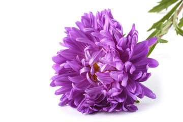 Violet aster isolated on white