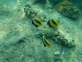 Fototapeta na wymiar tropical fish in the Egypt sea