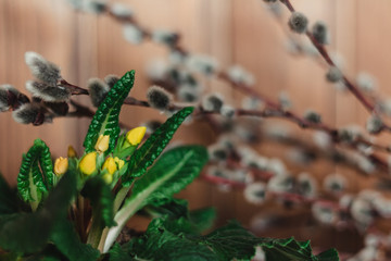spring card. yellow flower buds. willow on a wooden background