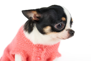Cute dog in knitted pink vest