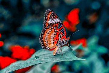 Fototapeta na wymiar Closeup beautiful butterfly in a summer garden