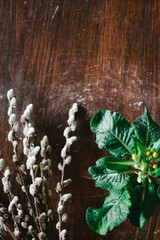 spring card. yellow flower buds. willow on a wooden background. top view