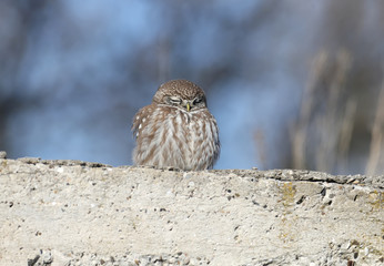 A single adult little owl sits and slumbers on a concrete wall.