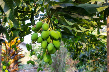 mango tree and mango garden,mango tree