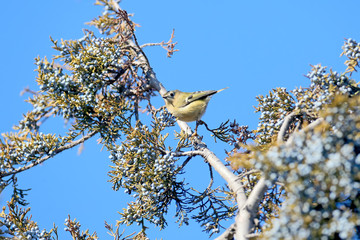 Funny photo goldcrest (Regulus regulus) sits on the branches of juniper