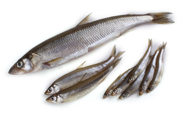 Smelt fishes. Big, middle and little Pacific smelt varieties