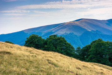 Fototapeta premium carpathian mountain landscape in summer. weathered grass on the meadow. beech forest on the edge of a hill. mount apetska in the distance. sunny august afternoon with clouds on the sky
