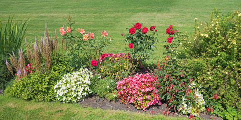 flowerbed with blooming begonias, roses, potentilla shrub and green lawn
