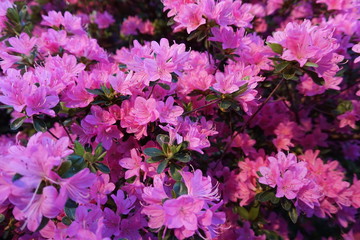 A bush of gently pink azalea blooms. Spring time. Fantasy gentle floral soft focused background - obrazy, fototapety, plakaty