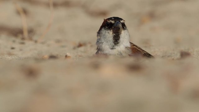 Iago Sparrow - Passer iagoensis - also known as the Cape Verde or rufous-backed sparrow, is endemic to the Cape Verde archipelago, digging for food in the desert and singing