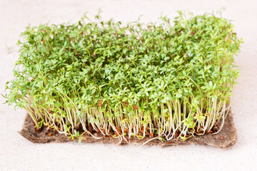 Closeup of sprouted grains cress salad grow on wet linen mat.
