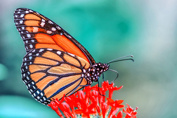 Closeup beautiful butterfly in a summer garden