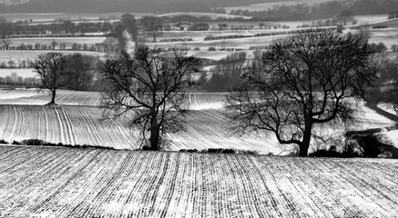 Winter farmland with snow highlighting the furrows