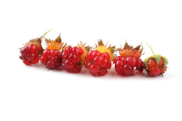 Korean raspberry (Rubus crataegifolius)