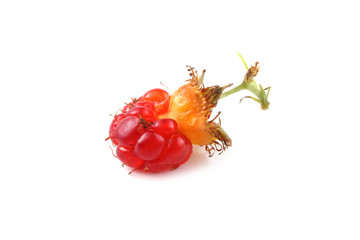 Korean raspberry (Rubus crataegifolius)
