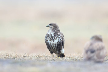 Close-up portrait of a common buzzard sitting on the ground
