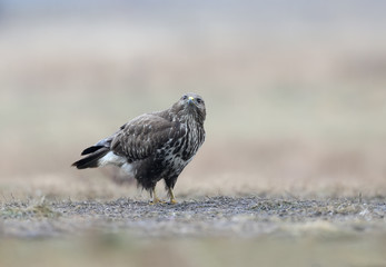 Close-up portrait of a common buzzard sitting on the ground in the pouring rain