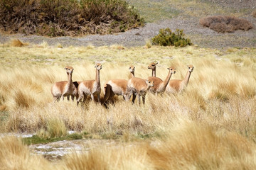 Vicunas along the Quebrada del Diablo at the Puna de Atacama, Argentina