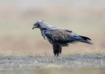 Close-up portrait of a common buzzard sitting on the ground in the pouring rain