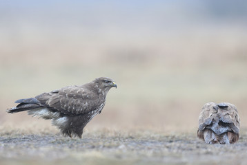 Close-up portrait of a common buzzard sitting on the ground in the pouring rain when other bird eats