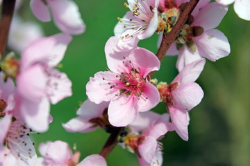 Rosa Pfirsichblüten im Frühjahr