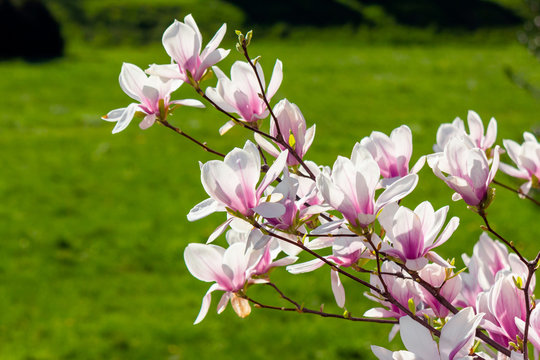 magnolia flowers closeup on a branch. beautiful blossoming garden background in springtime.