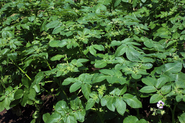 Potato growing on field