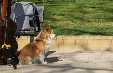 dog in the park is waiting for its owner. Dog guards a backpack 