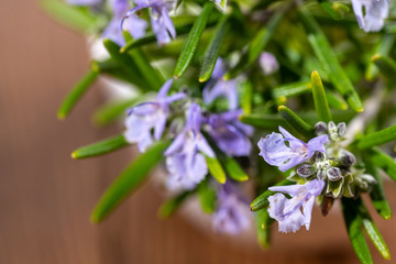 Extreme close-up view of fresh purple blooming rosemary twigs on a rustic wooden background
