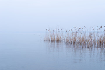 Reeds in the water