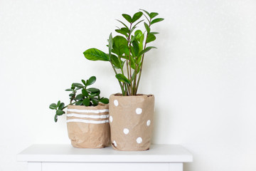 two green indoor flowers in pots wrapped in craft paper on a white table